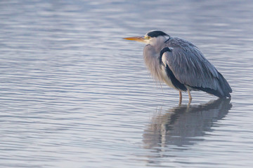 one gray heron (ardea cinerea) standing in shallow water
