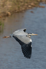 close-up gray heron (ardea cinerea) in flight with spread wings