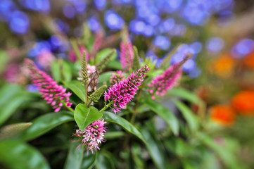 plant with pink flowers Veronica with blurred flowers in background