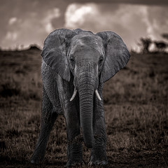 Fototapeta na wymiar Elephant on Safari in Kenya
