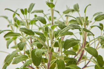Close-up view of fresh natural salvia plant branches.