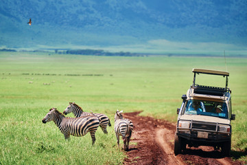 Tourists watching the zebras from car in Africa