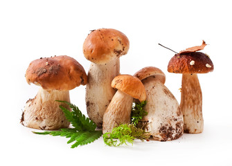 The boletus edulis mushrooms with fall leaf and moss isolated on a white background.