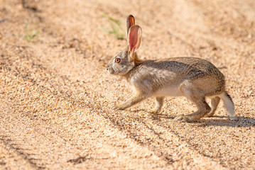 A scrub hare - Lepus saxatilis - tentatively crosses a sandy dirt road with tyre tracks in the...