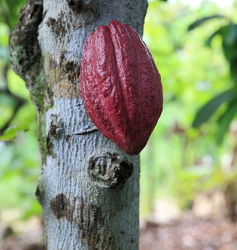 Cabosse sur cacaoyer