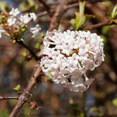 (Viburnum carlesii) Viorne de Carles. Floraison printanière en ombelles bombées de fleurs blanche...