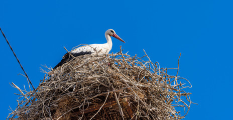 Fototapeta premium White storks in the nest, Comporta, Alentejo, Portugal