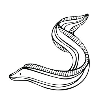 recommend clip art: Hand drawn decorative vector illustration of eel. Isolated on white. Eel coloring book Doodle style illustration. 
