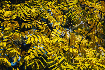 background of yellow autumn pointed leaves on the tree