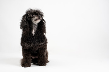 black poodle dog sitting on the floor on a white background