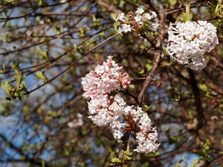Viorne de Carles ou  Viorne de Corée  (Viburnum carlesii)