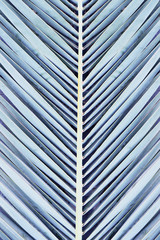 Obraz premium Palm leaf background. Flat lay style. Minimalism. Wallpaper for the interior. Summer concept, vacation concept. Nature texture