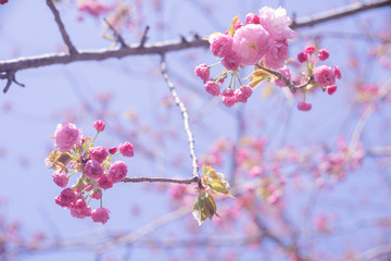 青空と濃いピンク色がかわいい八重桜の花の写真