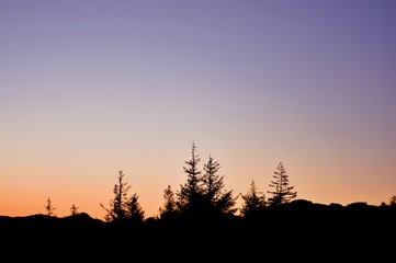 Silhouette of trees at sunset