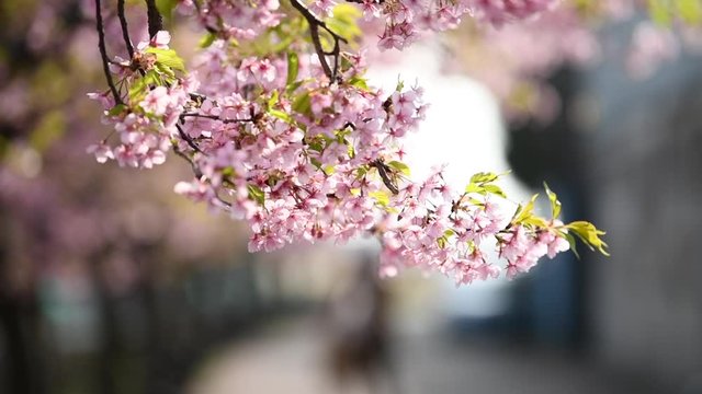 オープニングや背景に使いやすいボケが美しい桜の動画