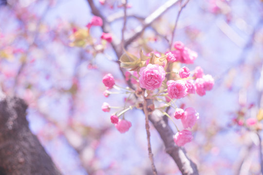 青空とピンク色の桜の花の写真