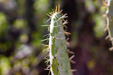 Opuntia ficus-indica (prickly pear), in the winter sunlight, Sataf Nature Reserve, Jerusalem Forest, Israel.