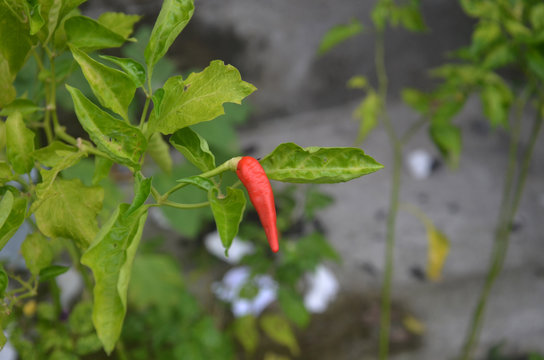 red chili