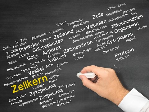 Zellkern