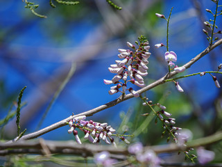 Pink trumpet tree flowers on the branch.