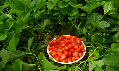 bowl of strawberry fruit in the garden