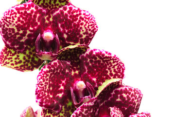 doted violet  orchid isolated on a white background. - Image