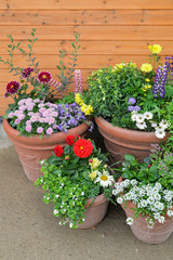 Spring background with colorful flowers in flower pots