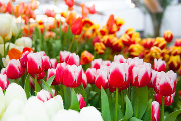 Fototapeta premium Tulip. Spring background of colorful flowers in the garden