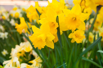 Narcissus. Spring background of colorful flowers in the garden