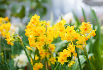 Obraz premium Tulip. Spring background of colorful flowers in the garden