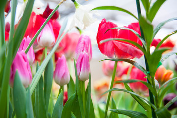 Tulip. Spring background of colorful flowers in the garden