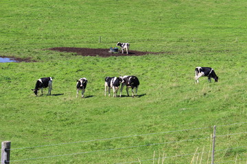 牧草地で放牧されている育成牛たち