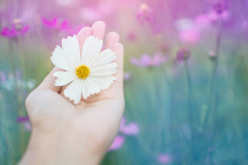 Close up hand of woman holding beautiful white cosmos flower in her palm with purple cosmos flower field