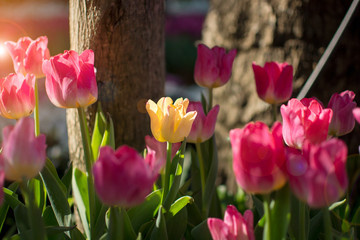 Fresh blooming tulips flower garden with sun shine