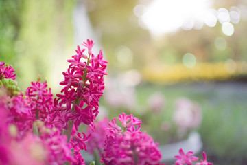 Obraz na płótnie Canvas Pink spring hyacinth flower blooming in the garden with bokeh background