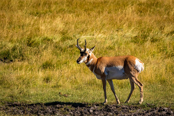 Pronghorn antelope at Yellowstone