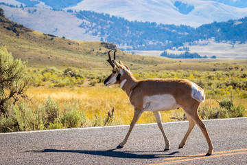 Pronghorn antelope at Yellowstone © pngstudio