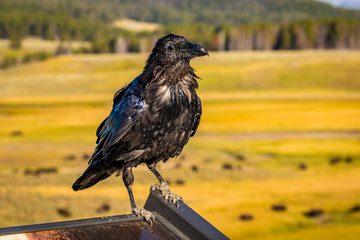 Raven in Yellowstone