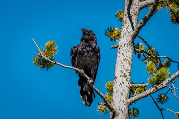 Raven on tree branch