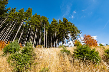 Beautiful sunny forest ant mountains in autumn time 