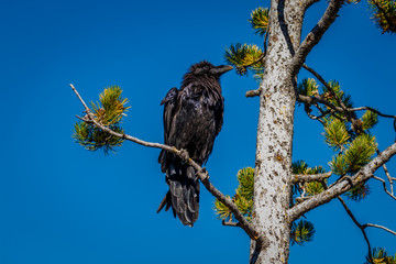 Raven on tree branch