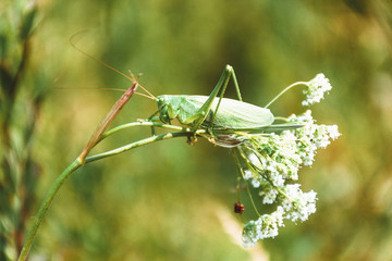 Grasshopper on a branch close-up