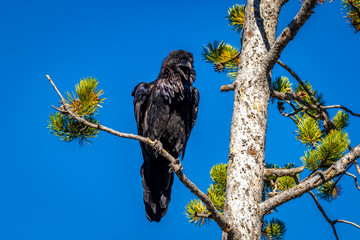 Raven on tree branch