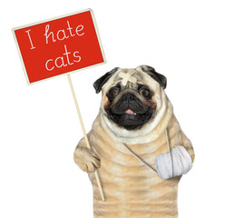 The dog pug with a broken leg is holding a red protest sign that says I hate cats. White background. Isolated.