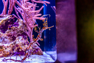Ribboned Pipefish in aquarium