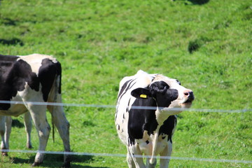 Fototapeta premium 牧草地で放牧されている育成牛たち