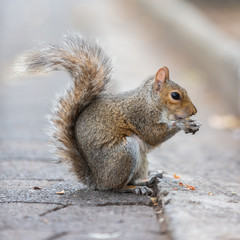 Grey Squirrel (Sciurus carolinensis) found in the Company's Gardens, Cape Town