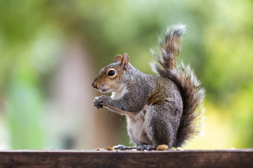 Grey Squirrel (Sciurus carolinensis) found in the Company's Gardens, Cape Town
