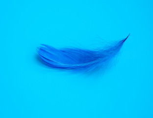 Blue elegant feather on blue background