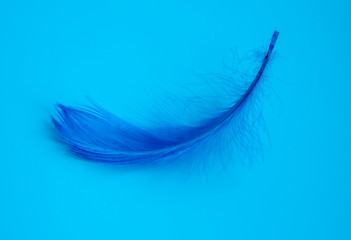 Blue elegant feather on blue background